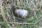 PICTURES/Castle Sinclair Girnigoe/t_Snails (17).JPG